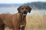 RODESIAN RIDGEBACK 276